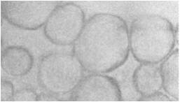超薄型溴碳酚醛環氧鋼結構防火涂料的研制